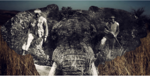 Elephant with image inside of poachers killing elephants